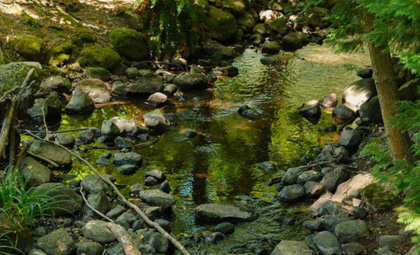 Lush greenery of Central Park